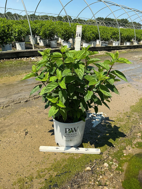 Fire Light Panicle Hydrangea in a Proven Winners #3 container showing lush green foliage at a nursery growing facility.