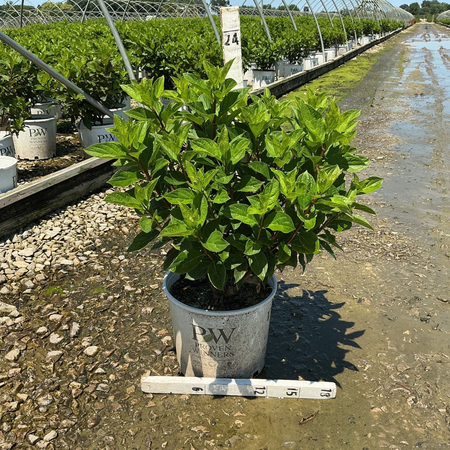Limelight Prime Panicle Hydrangea in a #3 Proven Winners container at a nursery growing facility, showing dense green foliage.