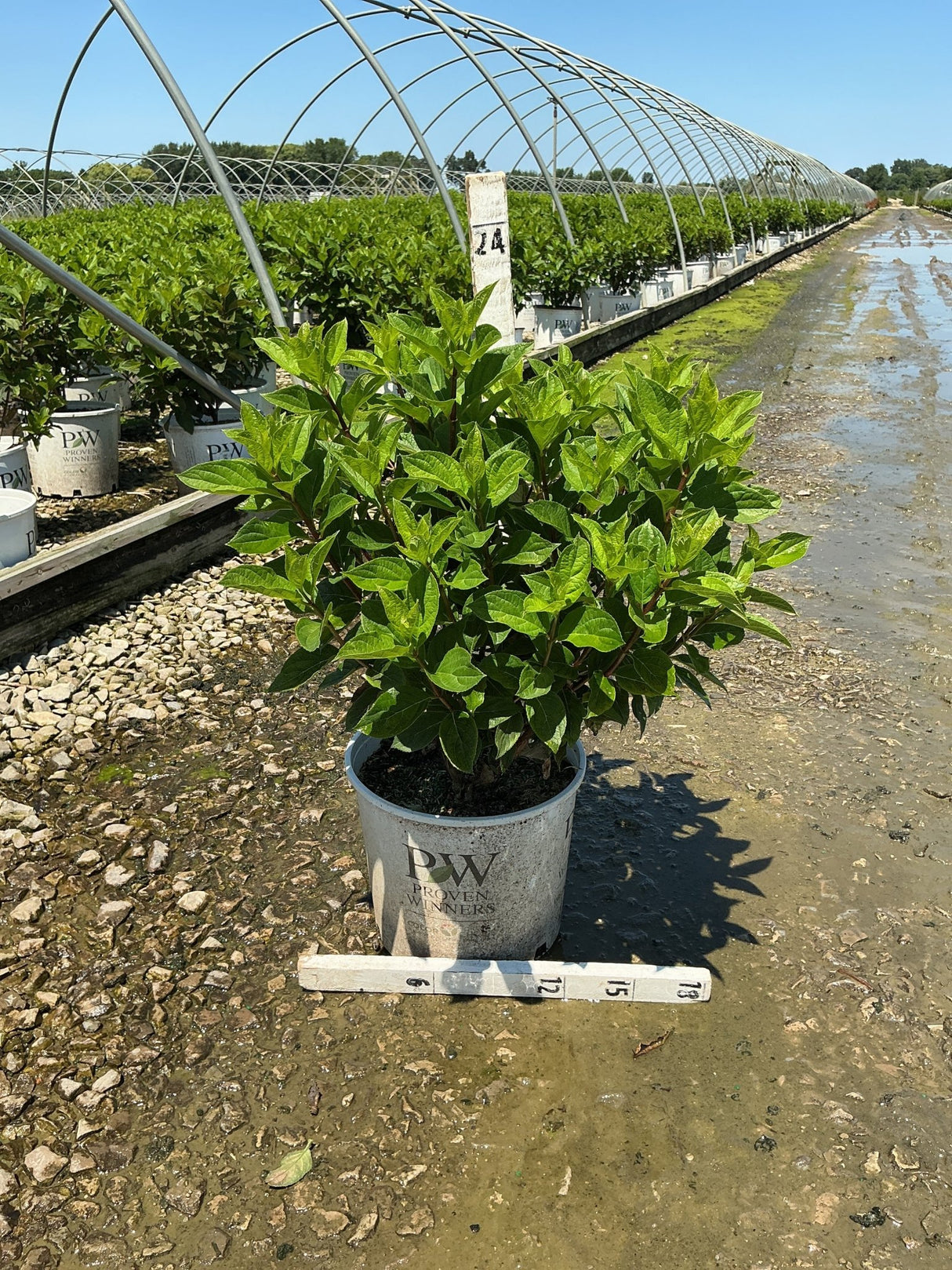 Limelight Prime Panicle Hydrangea in a #3 Proven Winners container at a nursery growing facility, showing dense green foliage.