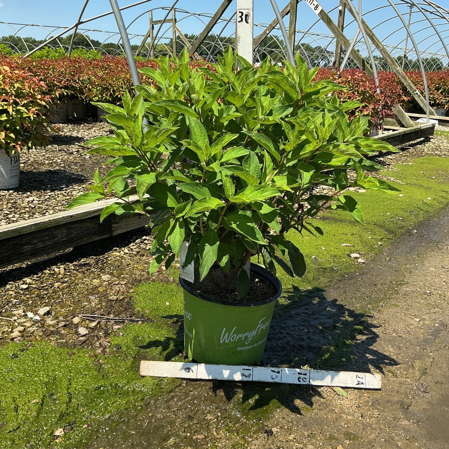 Ruby Snow Panicle Hydrangea shrub in a green #3 container at a nursery, showing dense green foliage before bloom.