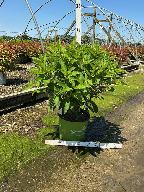 Ruby Snow Panicle Hydrangea shrub in a green #3 container at a nursery, showing dense green foliage before bloom.