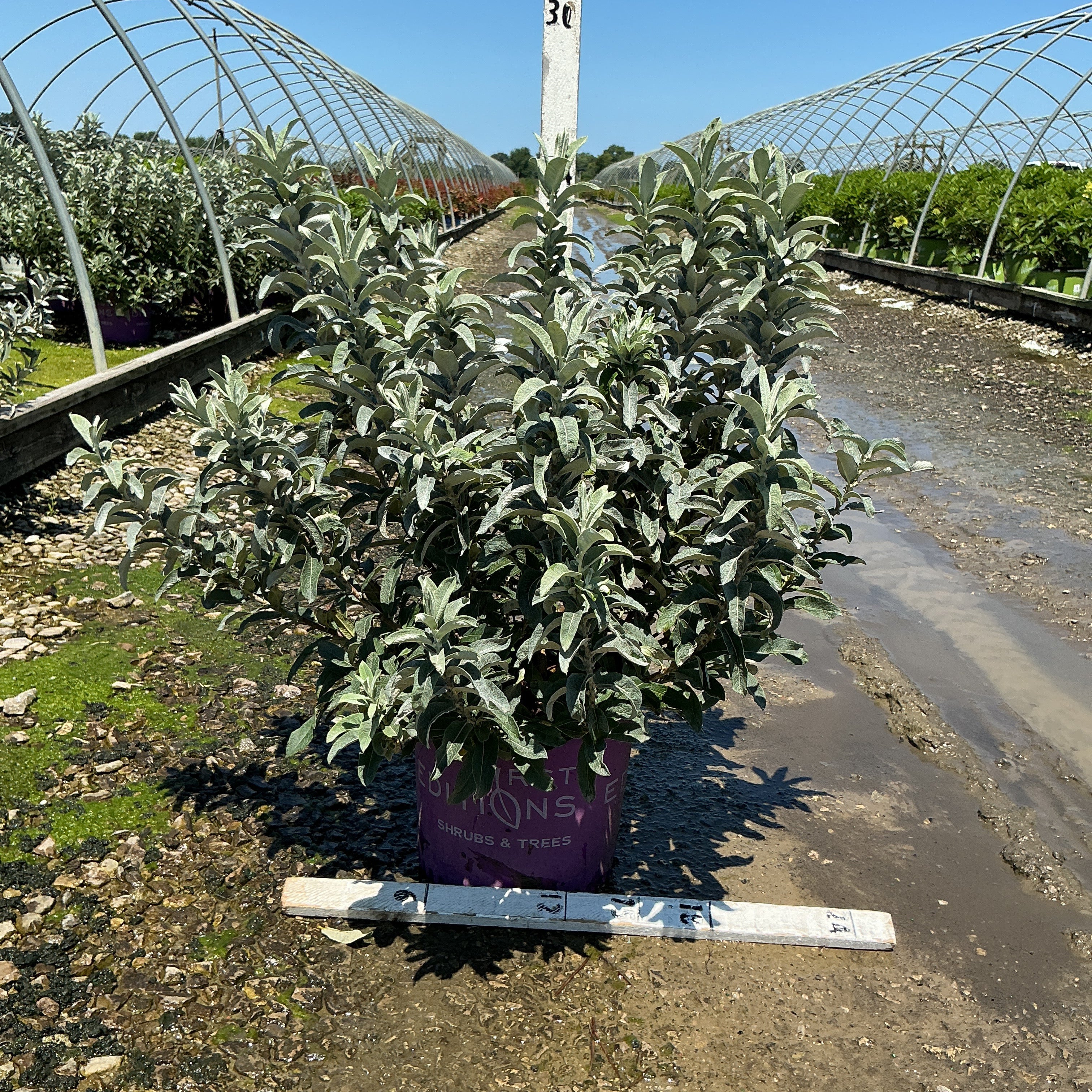 Iceberg Alley Sageleaf Willow shrub in a purple #3 container at a nursery, showing dense silvery-green foliage.