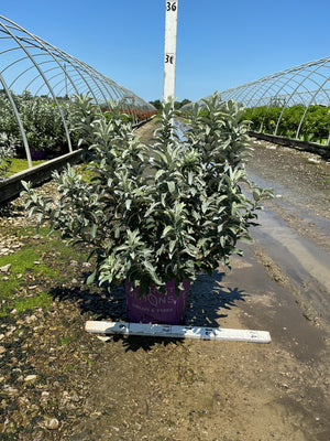 Iceberg Alley Sageleaf Willow shrub in a purple #3 container at a nursery, showing dense silvery-green foliage.