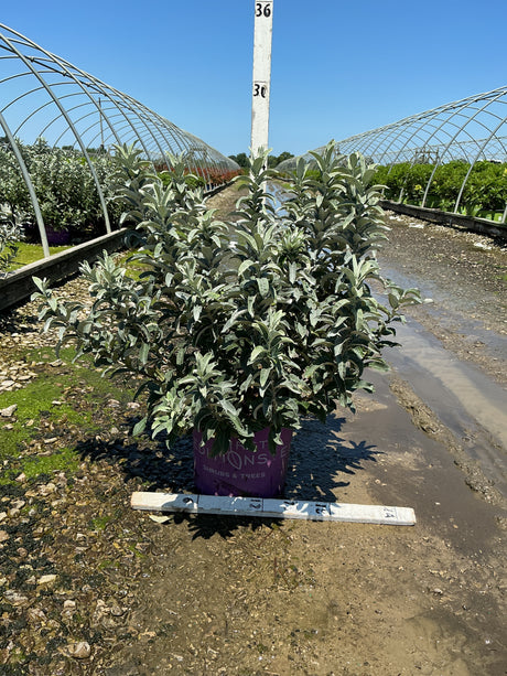 Iceberg Alley Sageleaf Willow shrub in a purple #3 container at a nursery, showing dense silvery-green foliage.