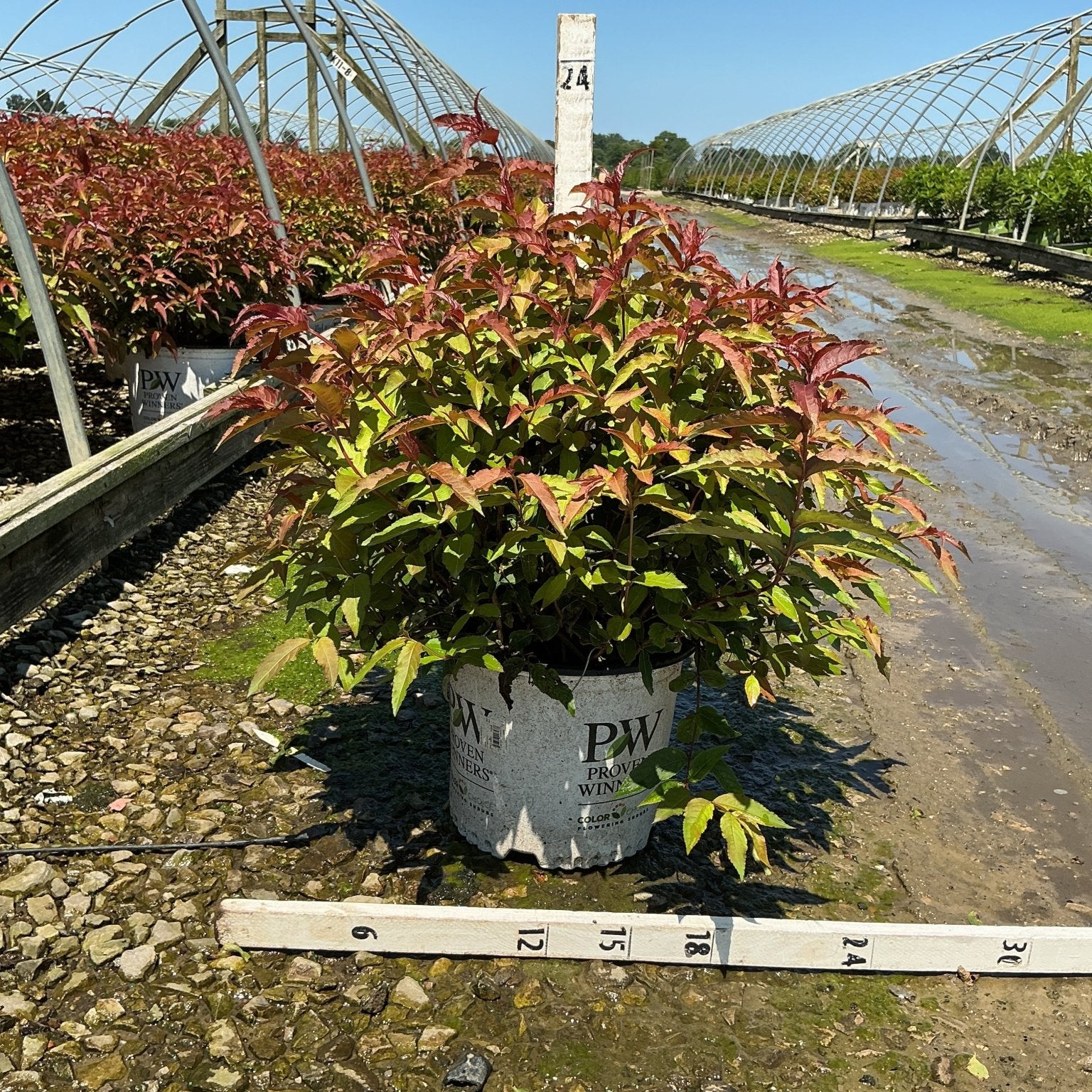 Kodiak Red Bush Honeysuckle in a #3 Proven Winners container showing vibrant red and green foliage at a nursery grow yard.