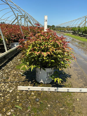 Kodiak Red Bush Honeysuckle in a #3 Proven Winners container showing vibrant red and green foliage at a nursery grow yard.