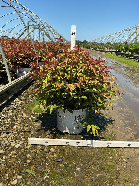 Kodiak Red Bush Honeysuckle in a #3 Proven Winners container showing vibrant red and green foliage at a nursery grow yard.