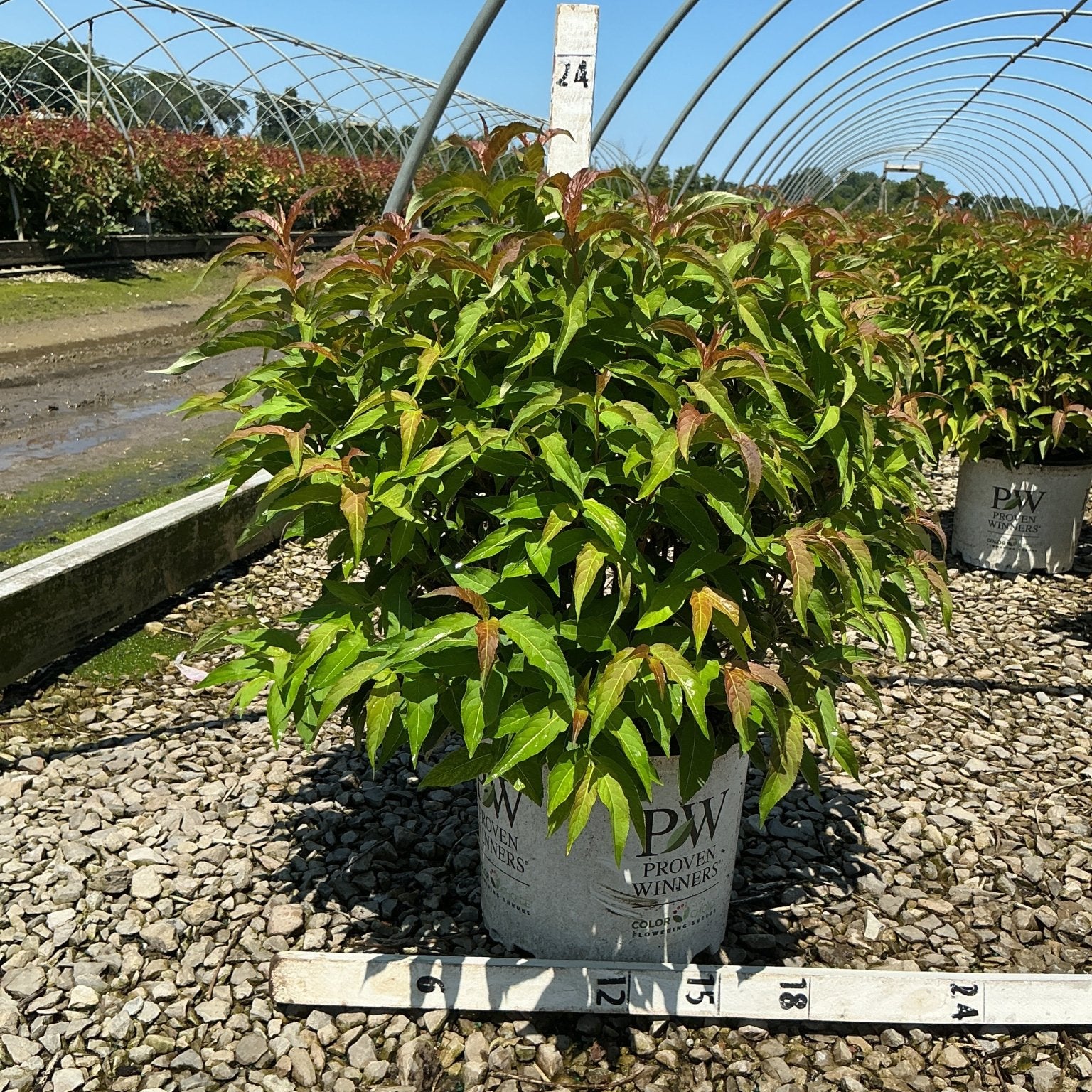 Kodiak Orange Bush Honeysuckle in a Proven Winners #3 container showing dense green and reddish-bronze foliage at a nursery.