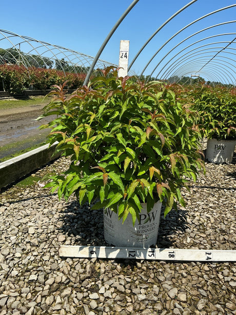 Kodiak Orange Bush Honeysuckle in a Proven Winners #3 container showing dense green and reddish-bronze foliage at a nursery.