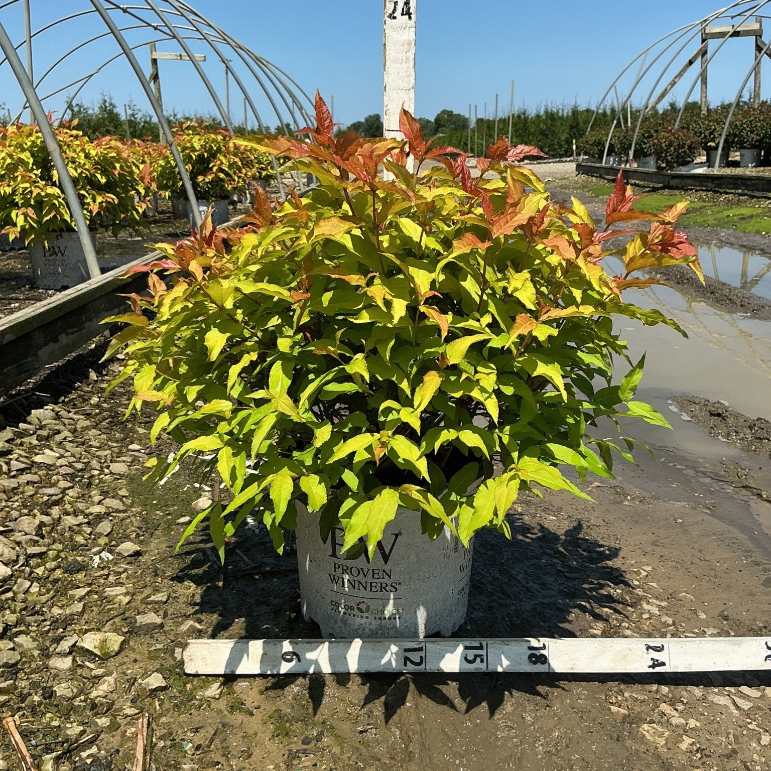 Kodiak Fresh Bush Honeysuckle in a Proven Winners #3 container showing yellow-green foliage with red new growth tips.