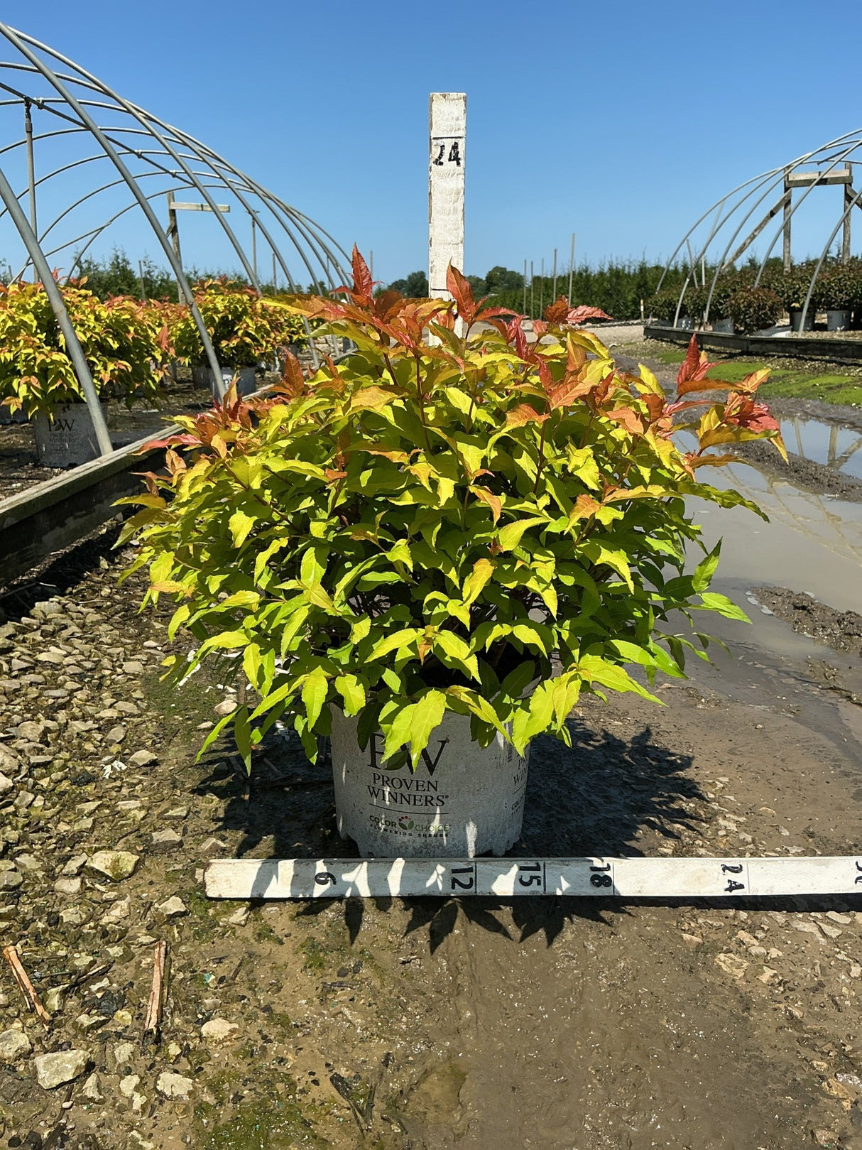 Kodiak Fresh Bush Honeysuckle in a Proven Winners #3 container showing yellow-green foliage with red new growth tips.