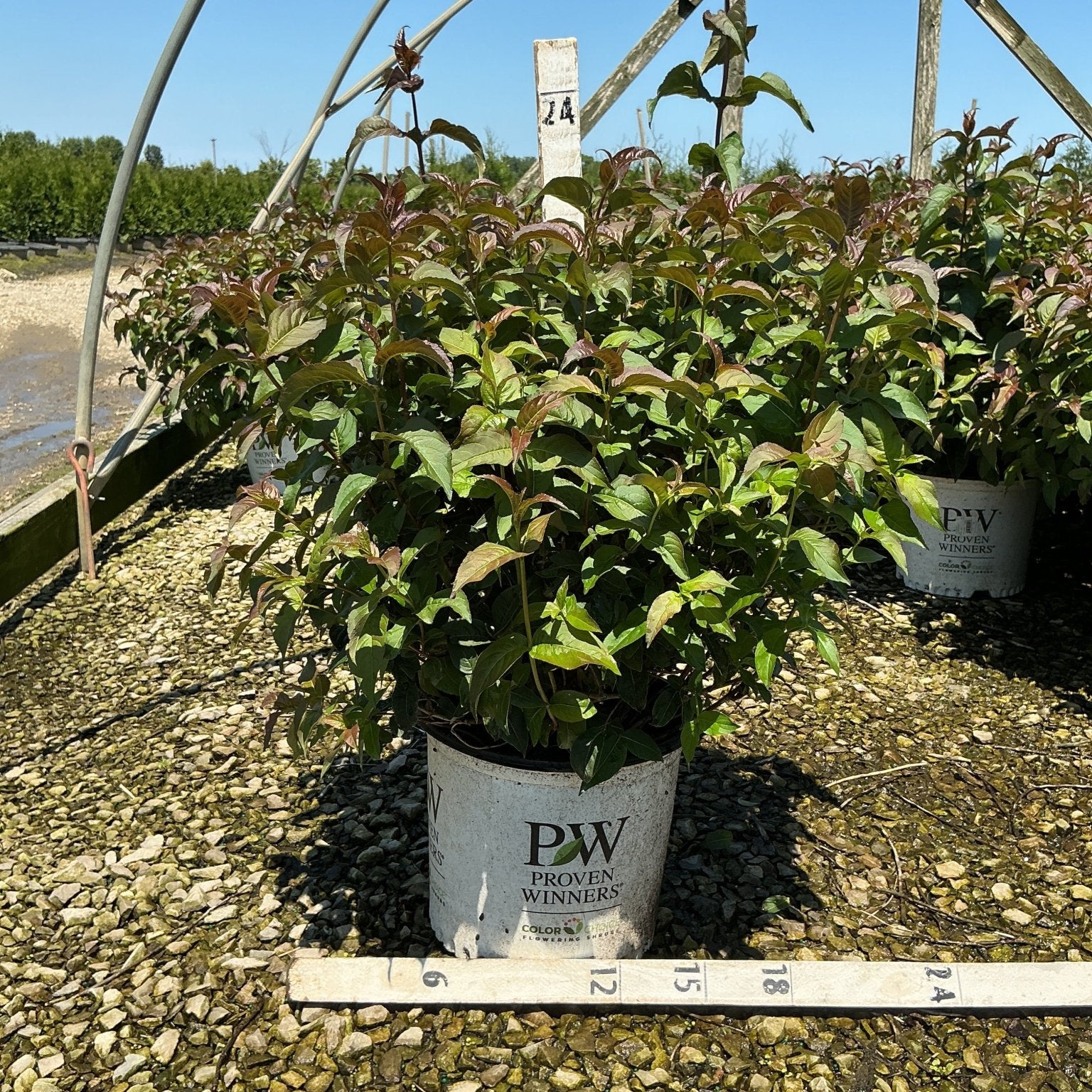 Kodiak Black Bush Honeysuckle in a Proven Winners #3 container at a nursery, showing dense green and burgundy foliage.