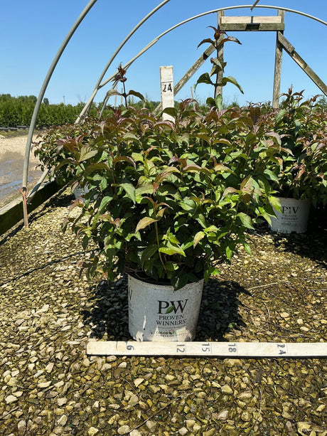 Kodiak Black Bush Honeysuckle in a Proven Winners #3 container at a nursery, showing dense green and burgundy foliage.