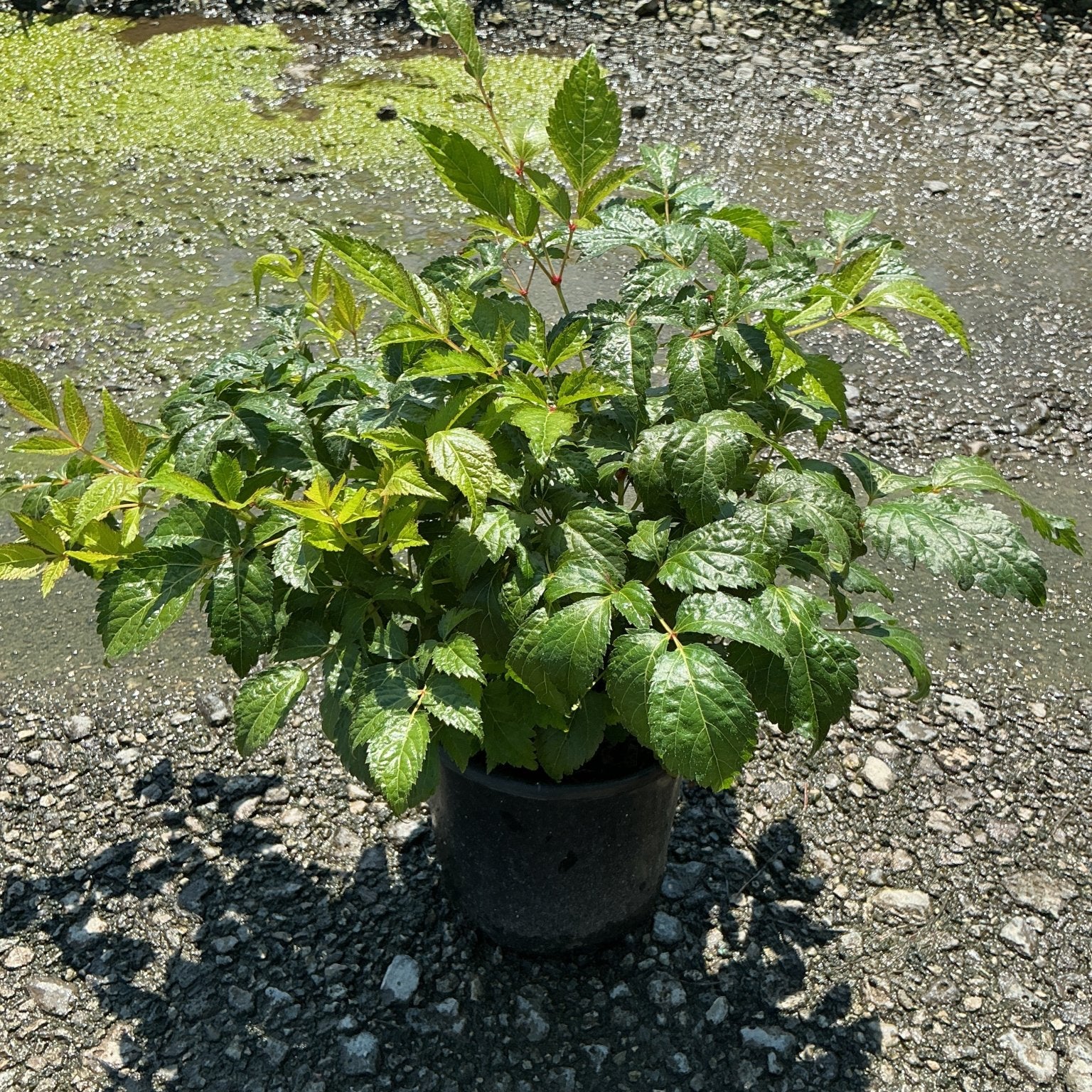 Fanal Astilbe in a #1 container showing lush dark green foliage with reddish stems on a gravel nursery surface.