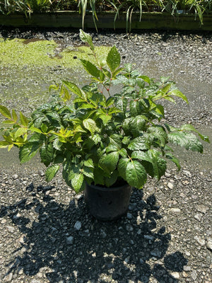 Fanal Astilbe in a #1 container showing lush dark green foliage with reddish stems on a gravel nursery surface.