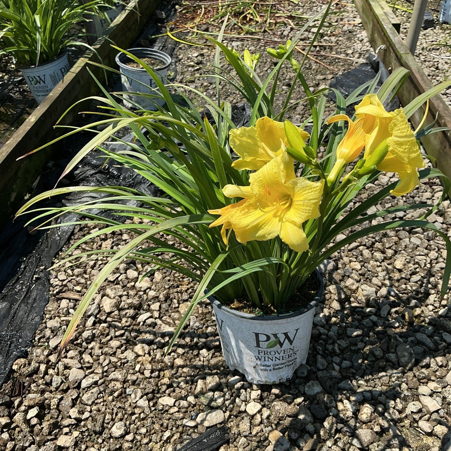 Rainbow Rhythm Going Bananas Daylily blooming in a Proven Winners container with bright yellow flowers at a nursery.