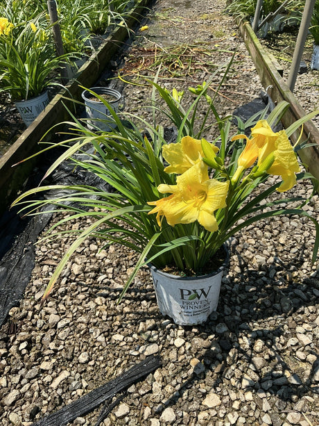 Rainbow Rhythm Going Bananas Daylily blooming in a Proven Winners container with bright yellow flowers at a nursery.