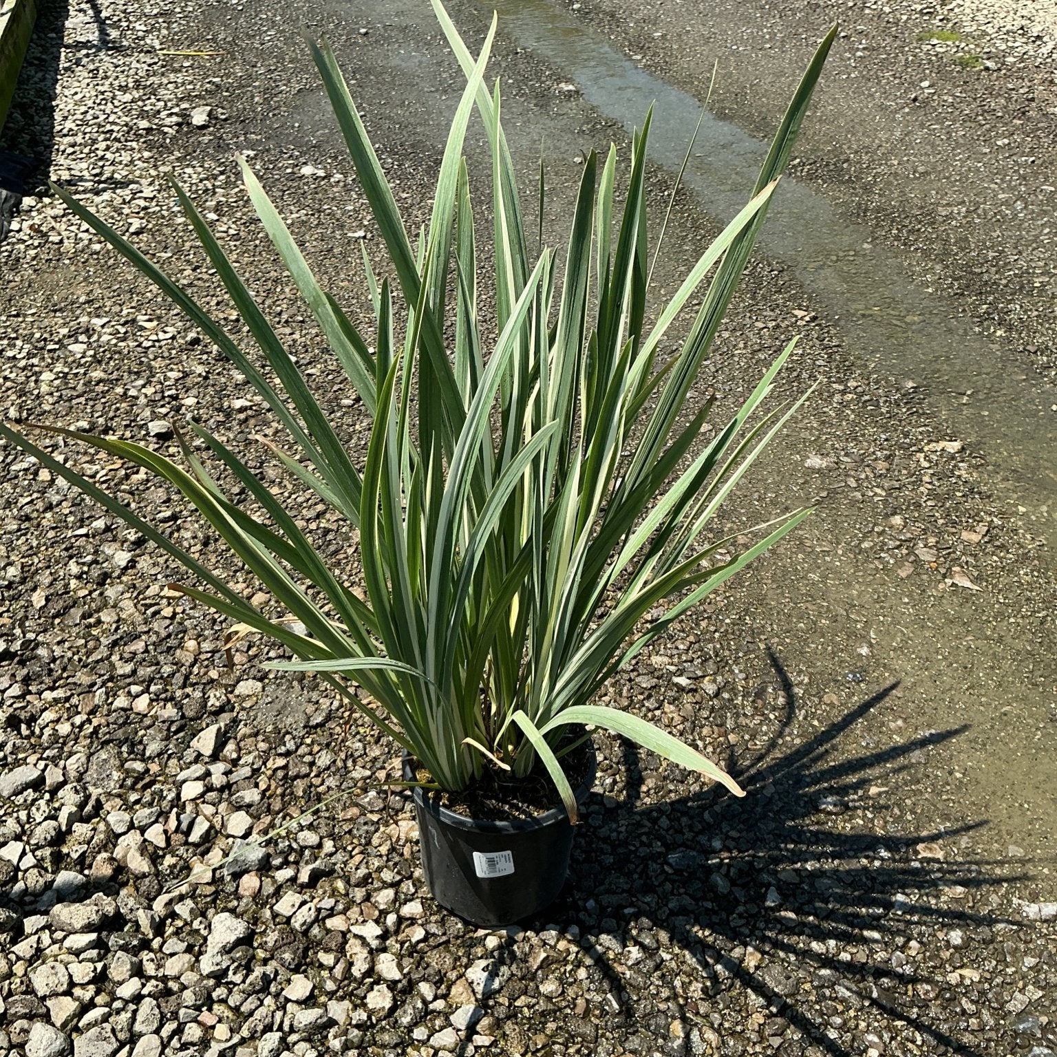 Variegata Japanese Iris in a black nursery container showing upright, sword-like green and white striped foliage on a gravel surface.