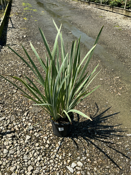 Variegata Japanese Iris in a black nursery container showing upright, sword-like green and white striped foliage on a gravel surface.