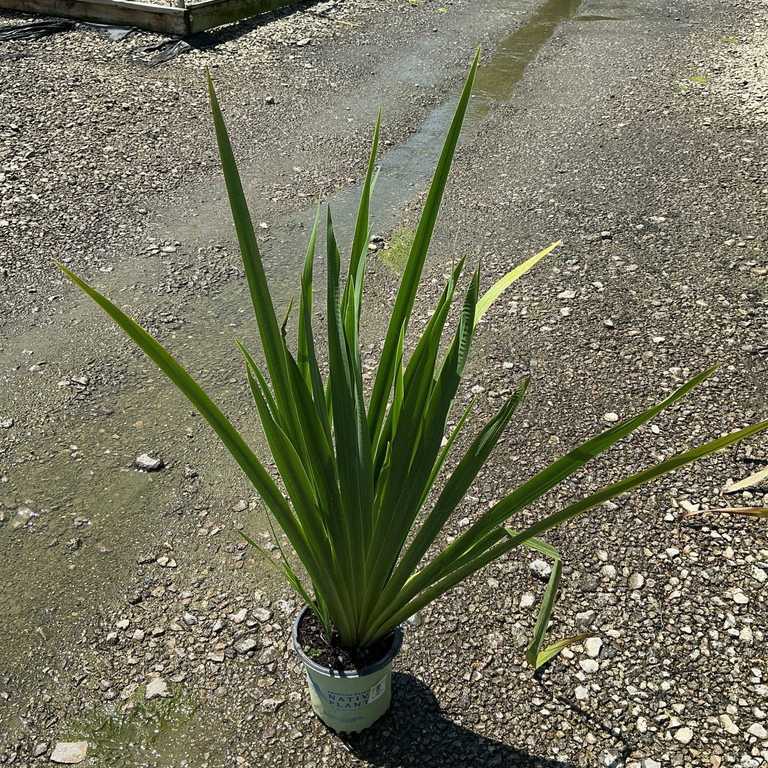 Water Iris Versicolor in a #1 container showing upright sword-like green foliage at a nursery.