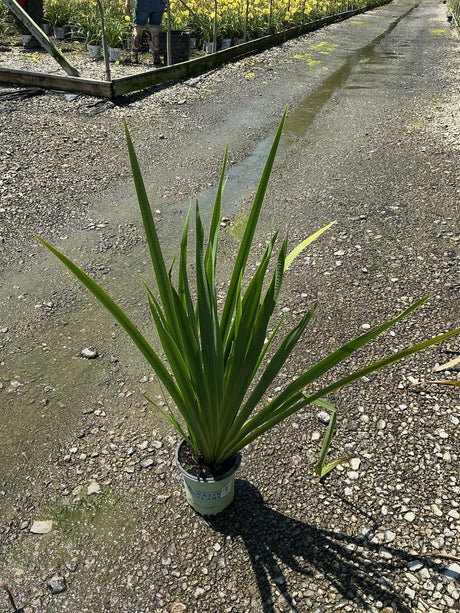 Water Iris Versicolor in a #1 container showing upright sword-like green foliage at a nursery.