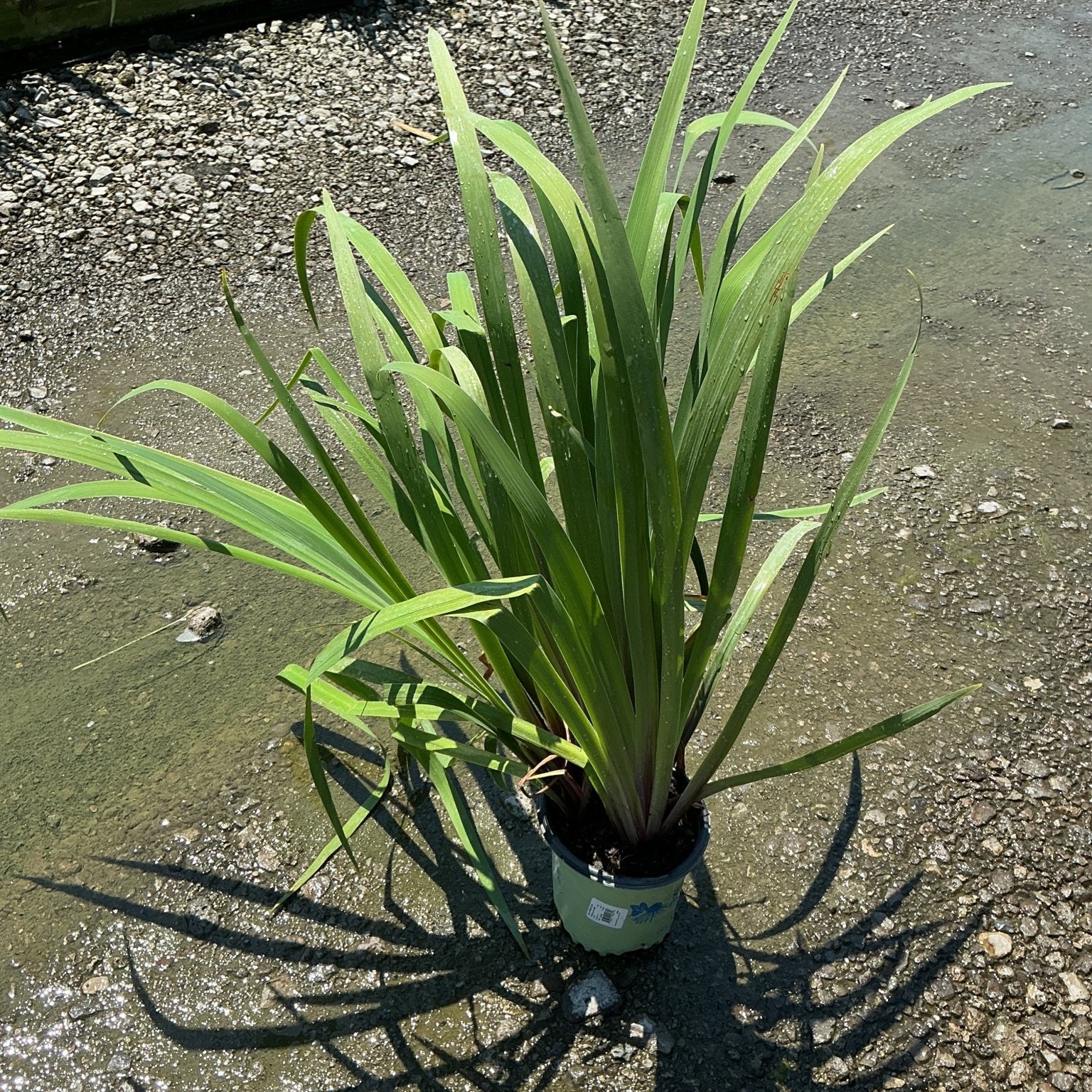 Purple Flame Iris in a #1 container showing upright green sword-like foliage at a nursery.