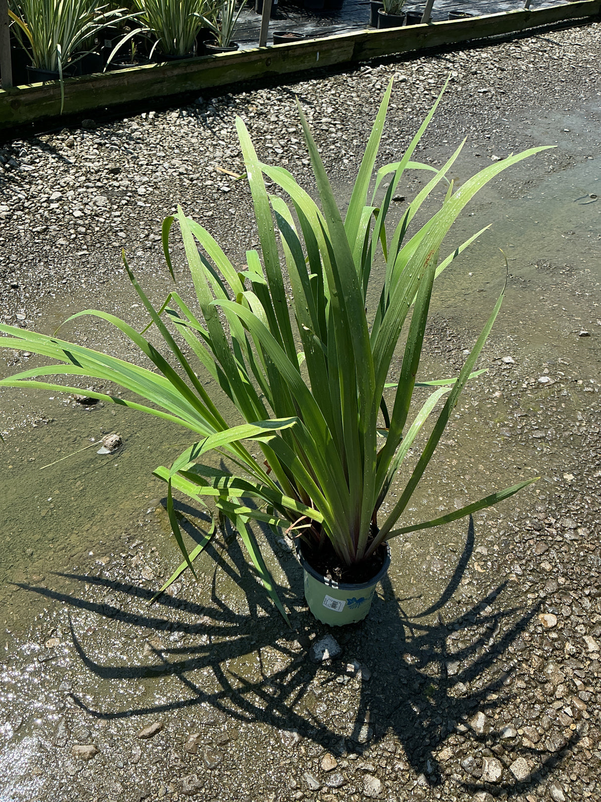 Purple Flame Iris in a #1 container showing upright green sword-like foliage at a nursery.