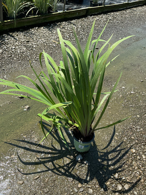 Purple Flame Iris in a #1 container showing upright green sword-like foliage at a nursery.