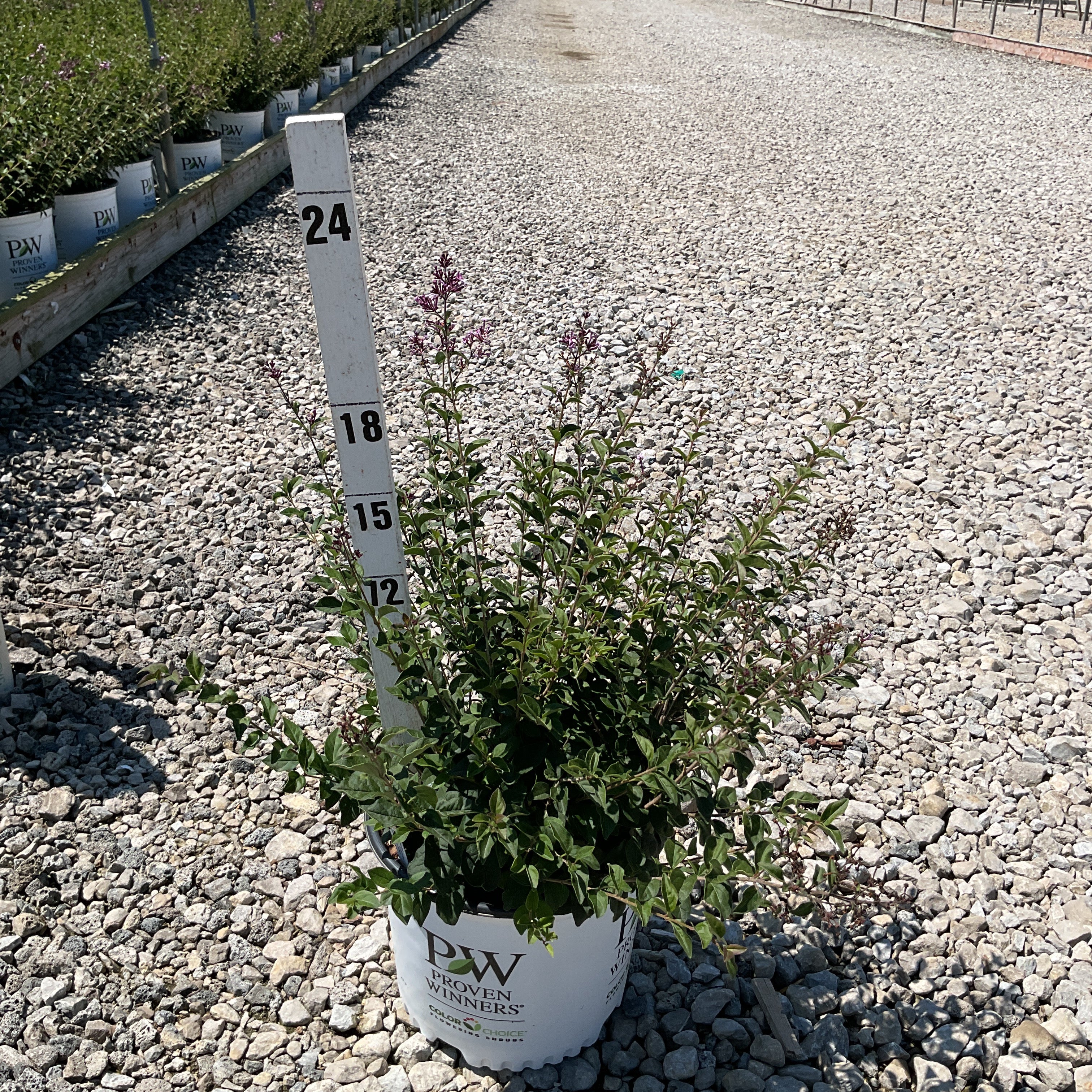 Bloomerang Purpink reblooming lilac shrub in a #3 Proven Winners container shown against a measurement stake at a nursery.