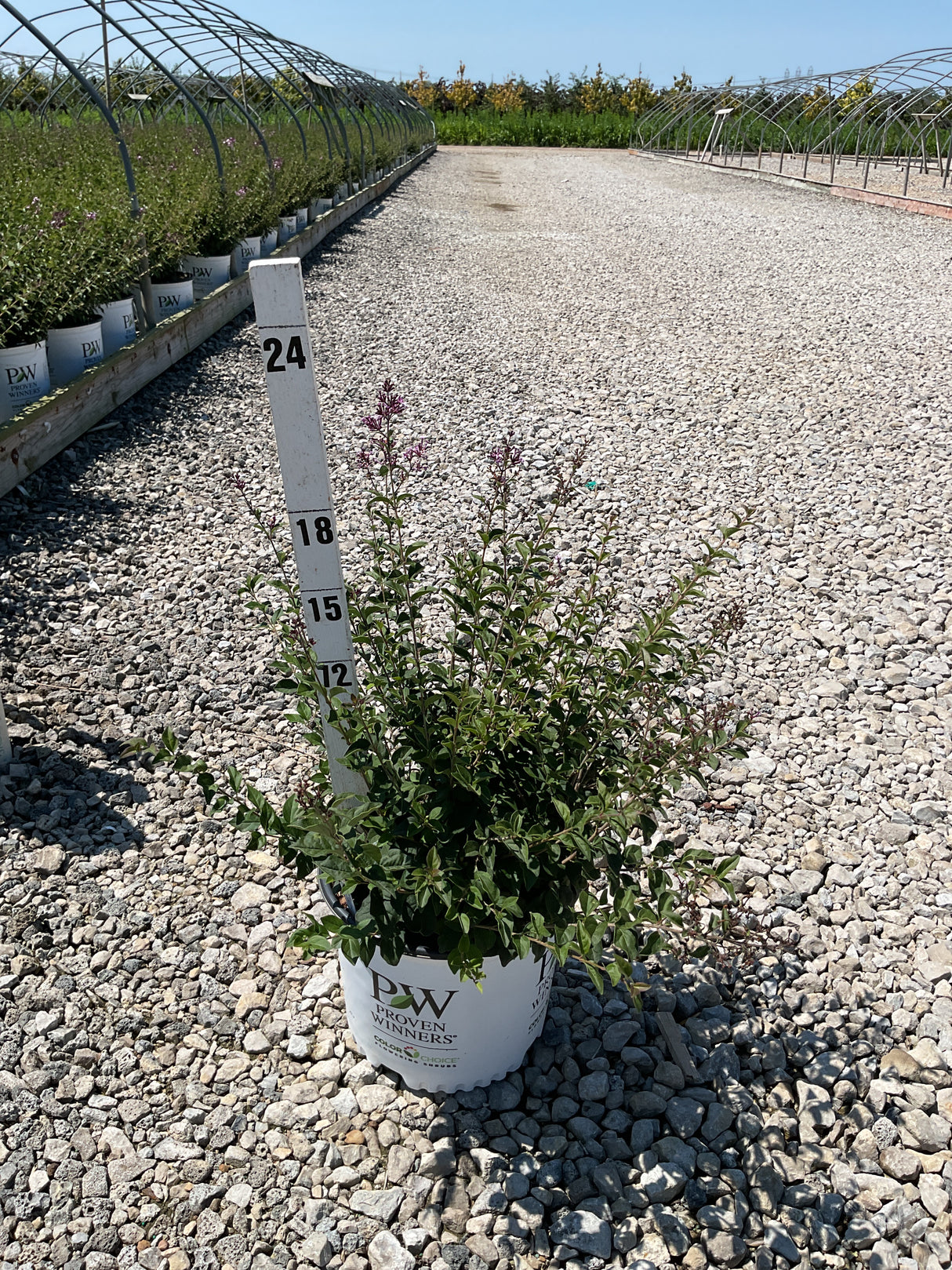 Bloomerang Purpink reblooming lilac shrub in a #3 Proven Winners container shown against a measurement stake at a nursery.