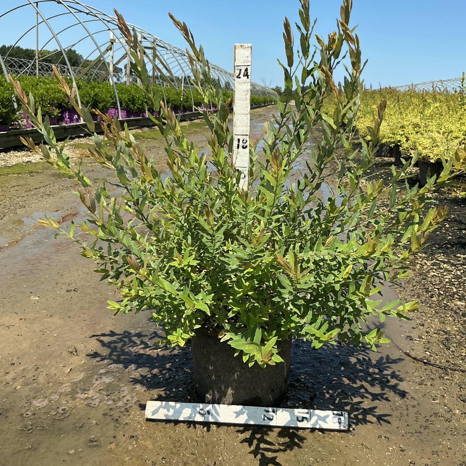 Dappled Willow Salix integra Hakuro Nishiki shrub in a #3 container showing vibrant green and bronze new growth foliage.