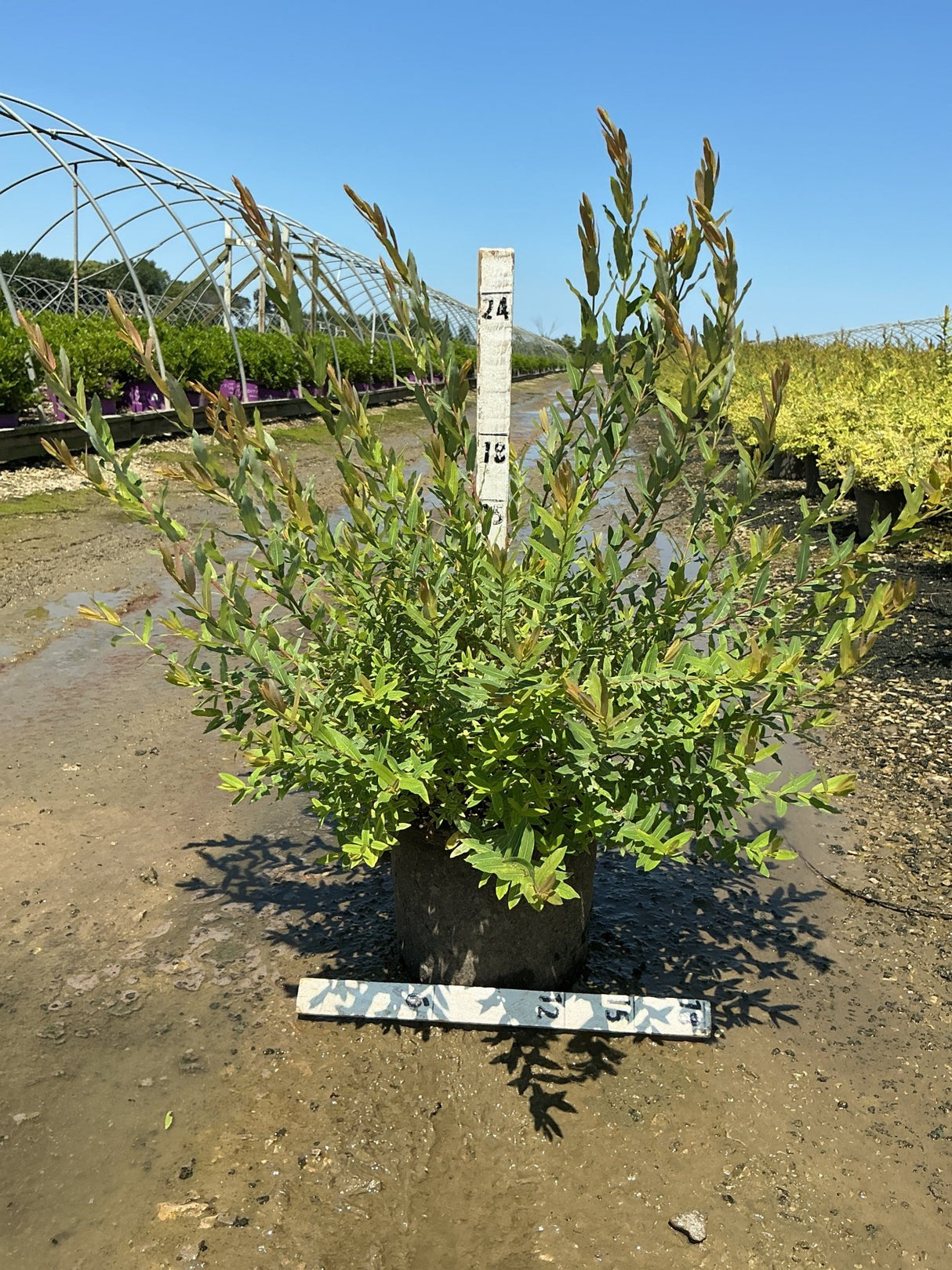 Dappled Willow Salix integra Hakuro Nishiki shrub in a #3 container showing vibrant green and bronze new growth foliage.