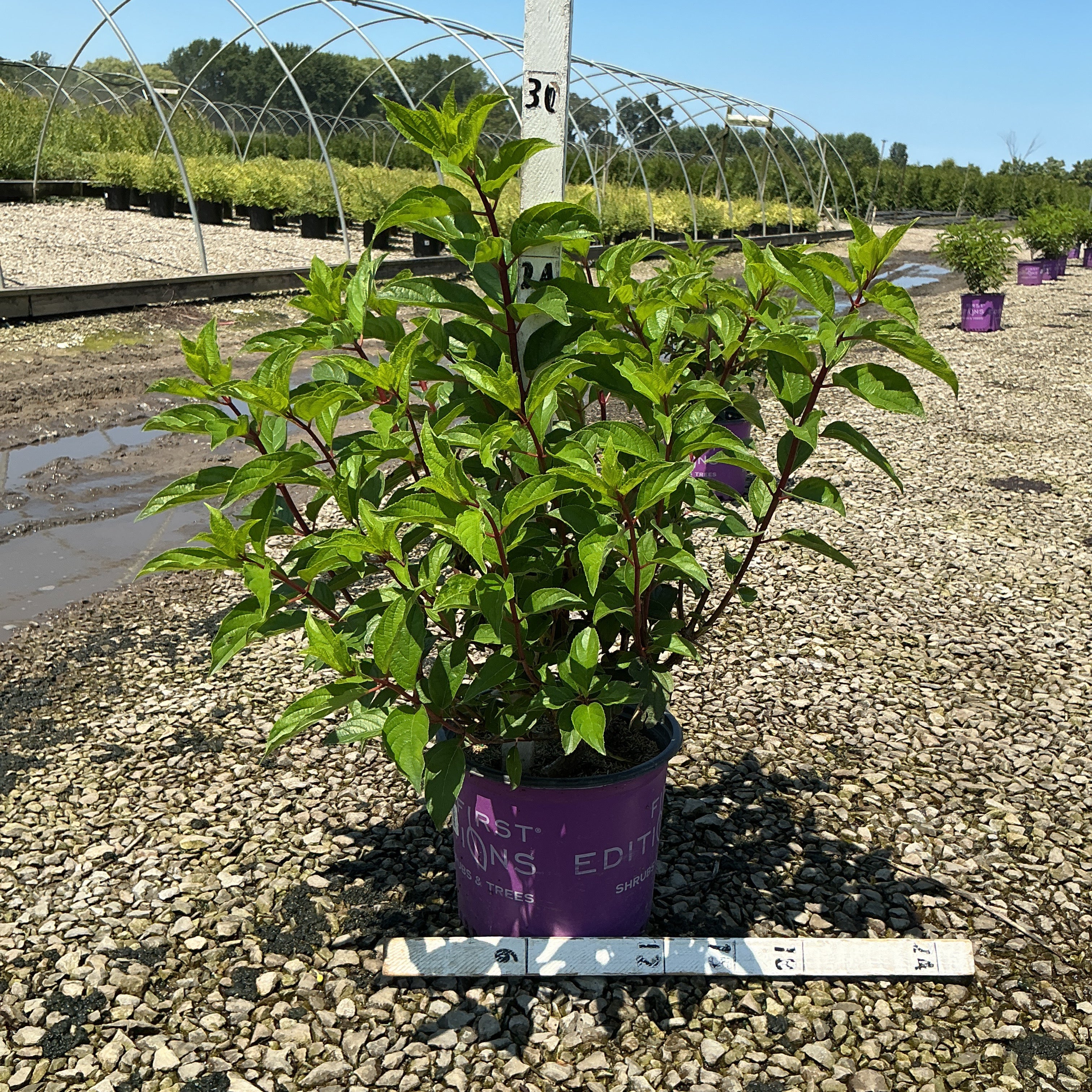 Vanilla Strawberry Panicle Hydrangea shrub in a purple First Editions #3 container at a nursery growing yard.