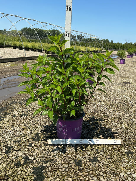 Vanilla Strawberry Panicle Hydrangea shrub in a purple First Editions #3 container at a nursery growing yard.