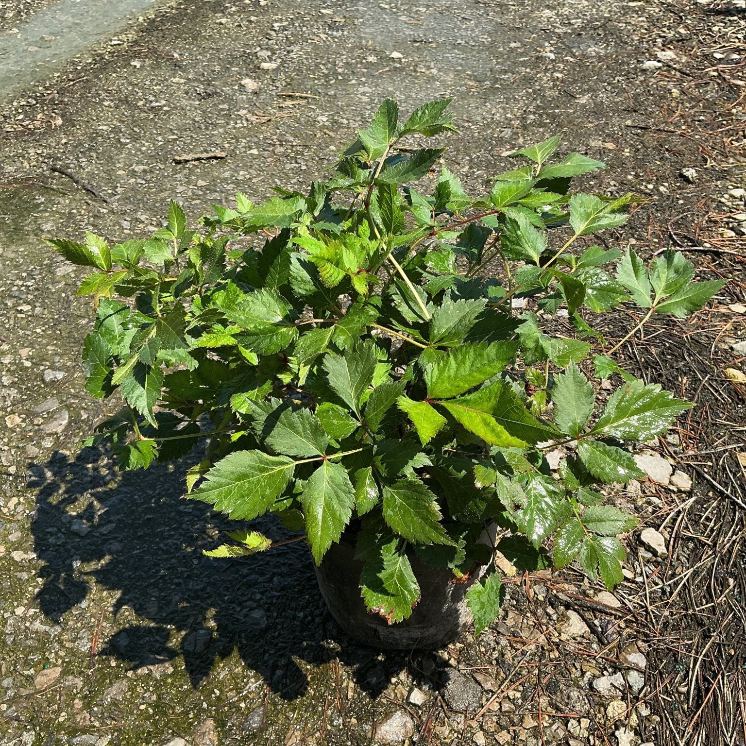 Vision in White Astilbe in a #1 container showing lush green serrated foliage in bright sunlight.