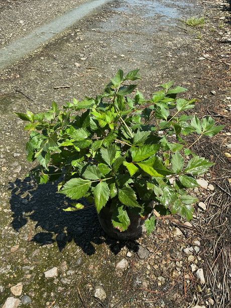 Vision in White Astilbe in a #1 container showing lush green serrated foliage in bright sunlight.