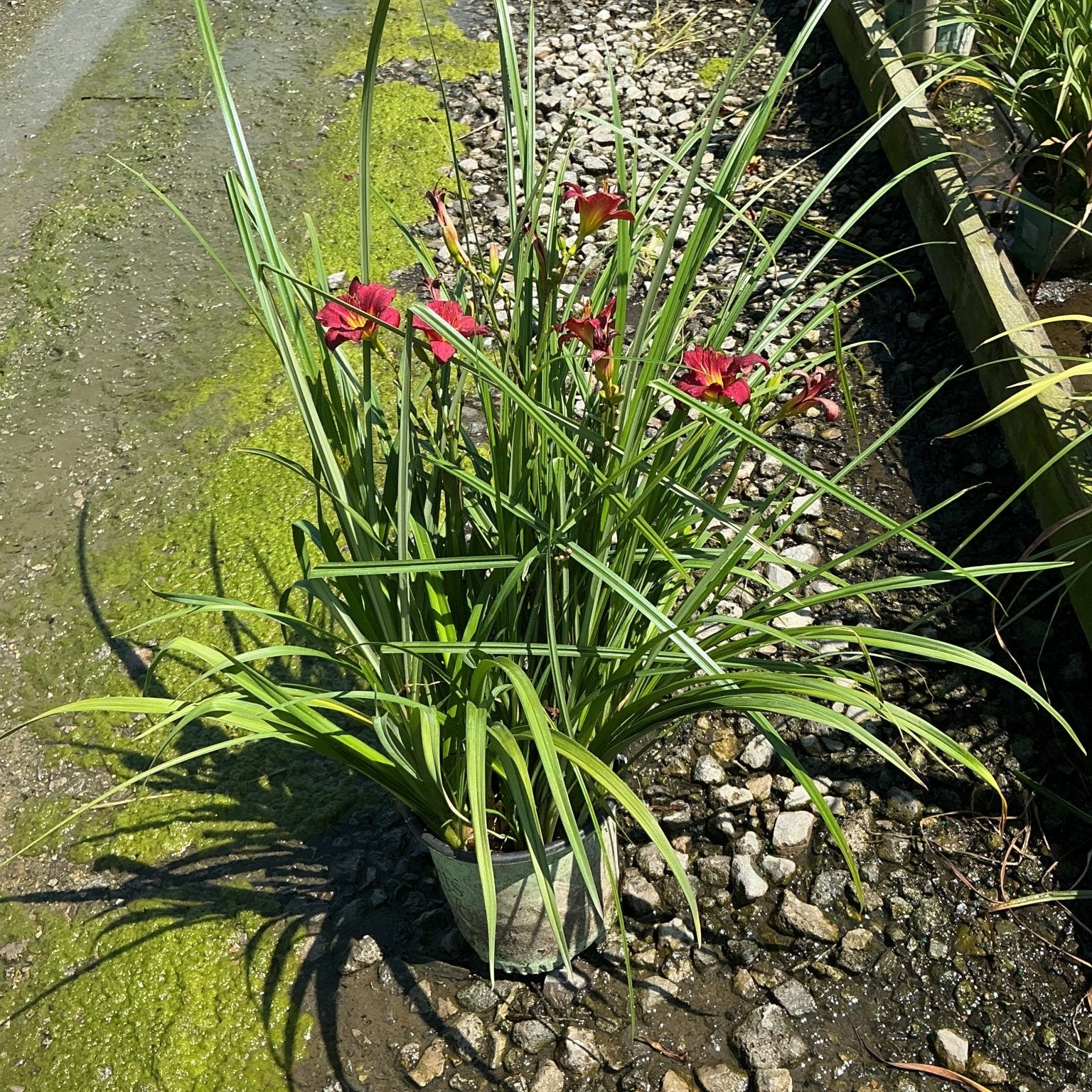 Double Pardon Me Daylily in a #1 container displaying deep red blooms amid long green arching foliage in bright sun.