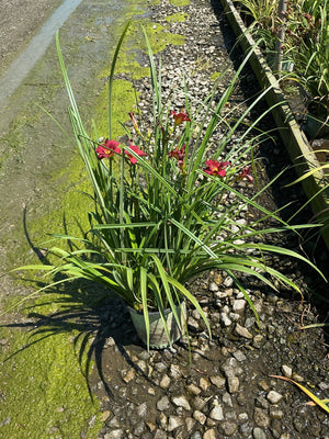 Double Pardon Me Daylily in a #1 container displaying deep red blooms amid long green arching foliage in bright sun.