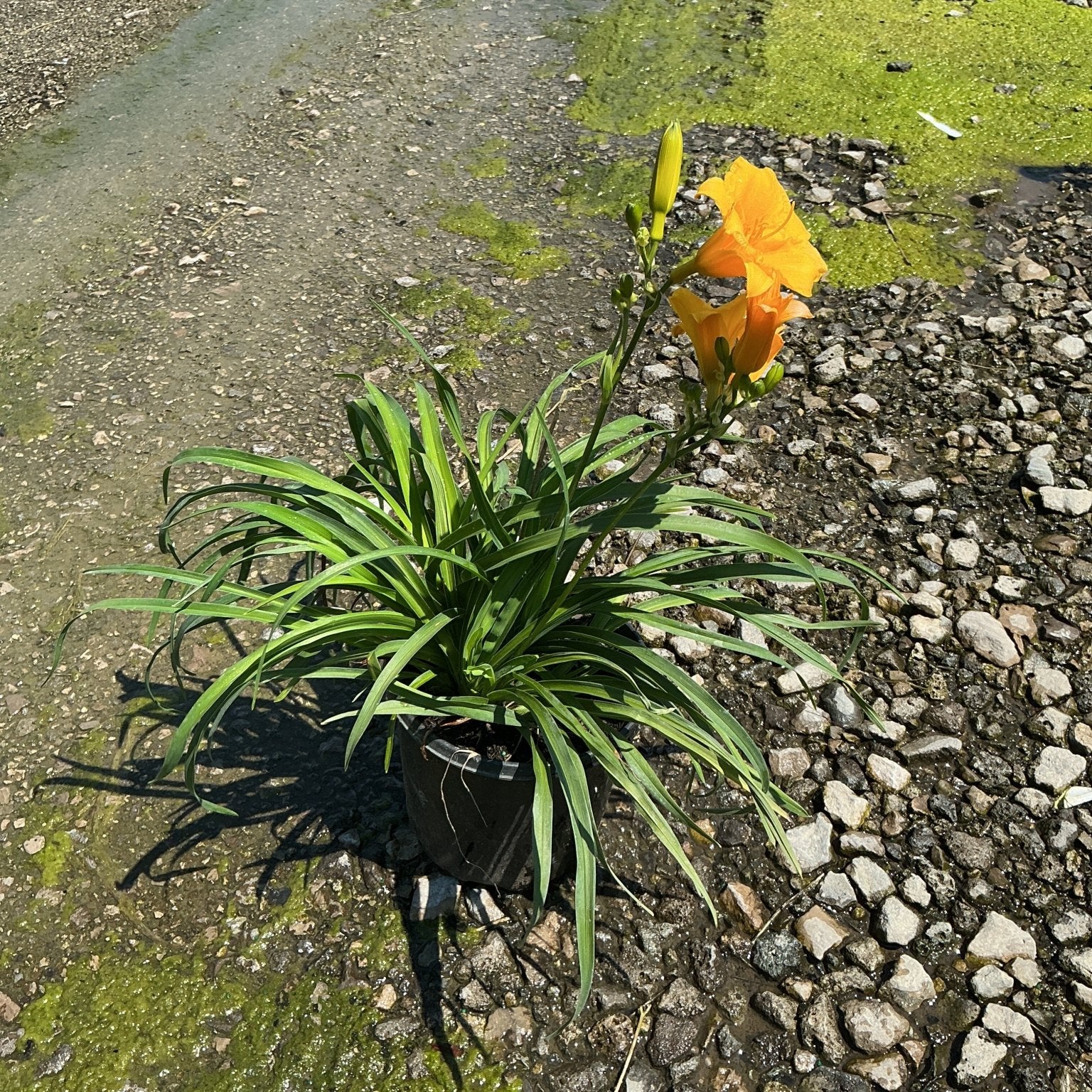 Orange daylily blooming in a black nursery container, set on a gravel surface, with additional buds ready to open.