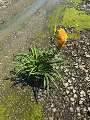 Orange daylily blooming in a black nursery container, set on a gravel surface, with additional buds ready to open.