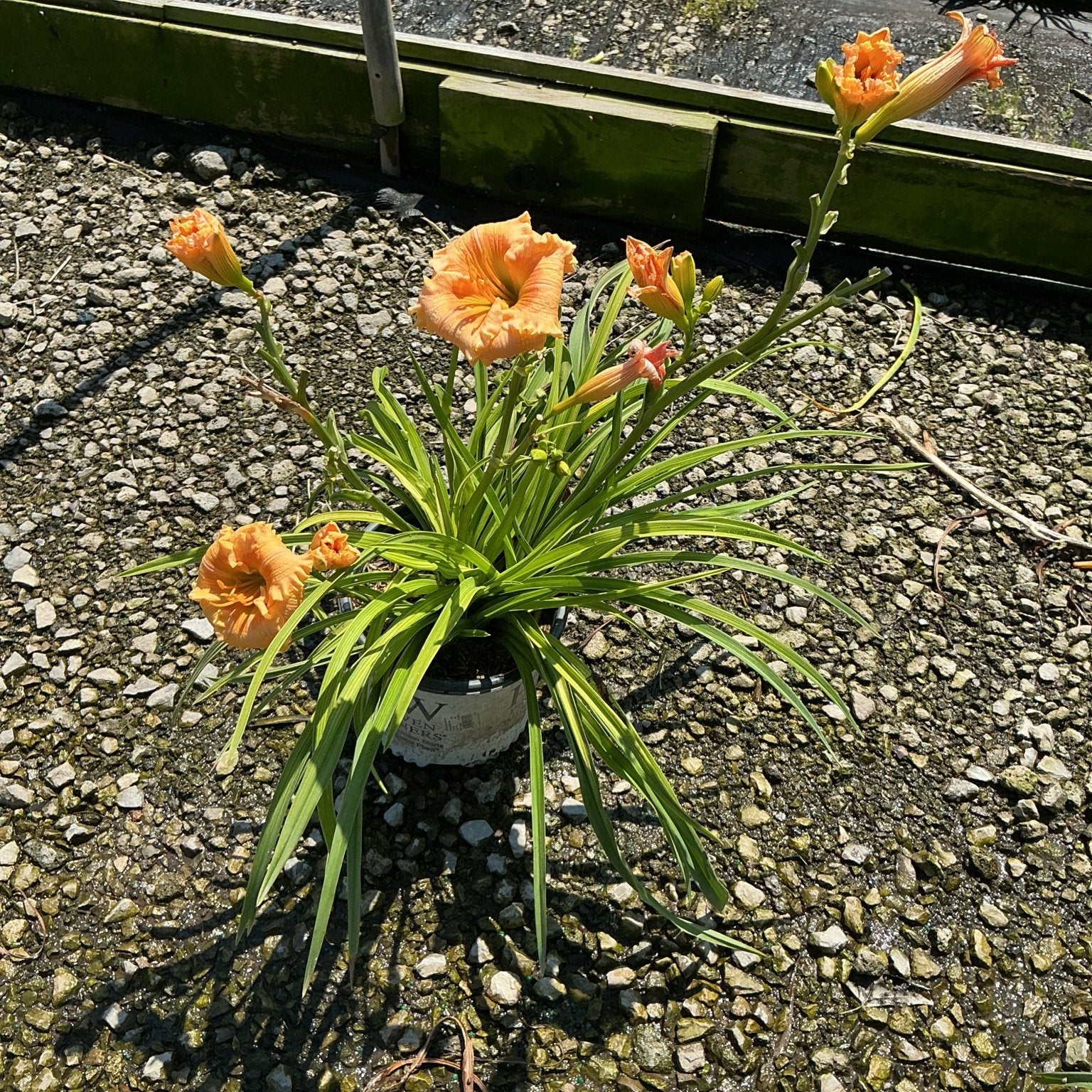 Rainbow Rhythm Orange Smoothie Daylily in a #1 container with ruffled peach-orange blooms on tall scapes above arching green foliage.