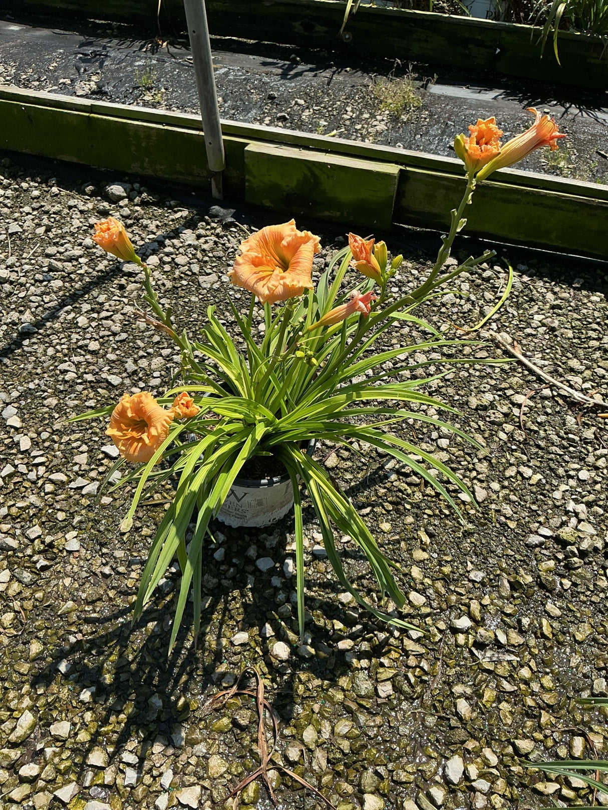Rainbow Rhythm Orange Smoothie Daylily in a #1 container with ruffled peach-orange blooms on tall scapes above arching green foliage.
