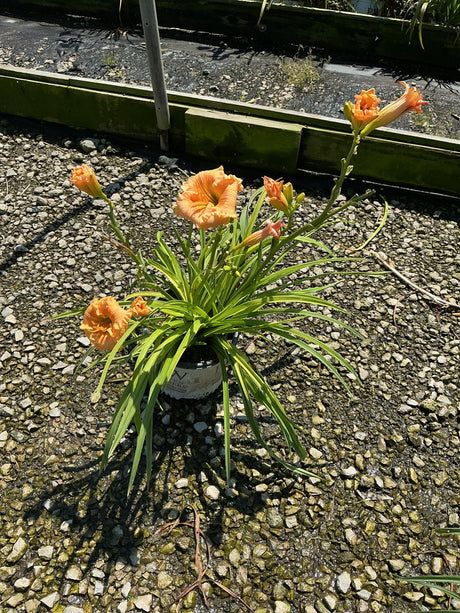 Rainbow Rhythm Orange Smoothie Daylily in a #1 container with ruffled peach-orange blooms on tall scapes above arching green foliage.