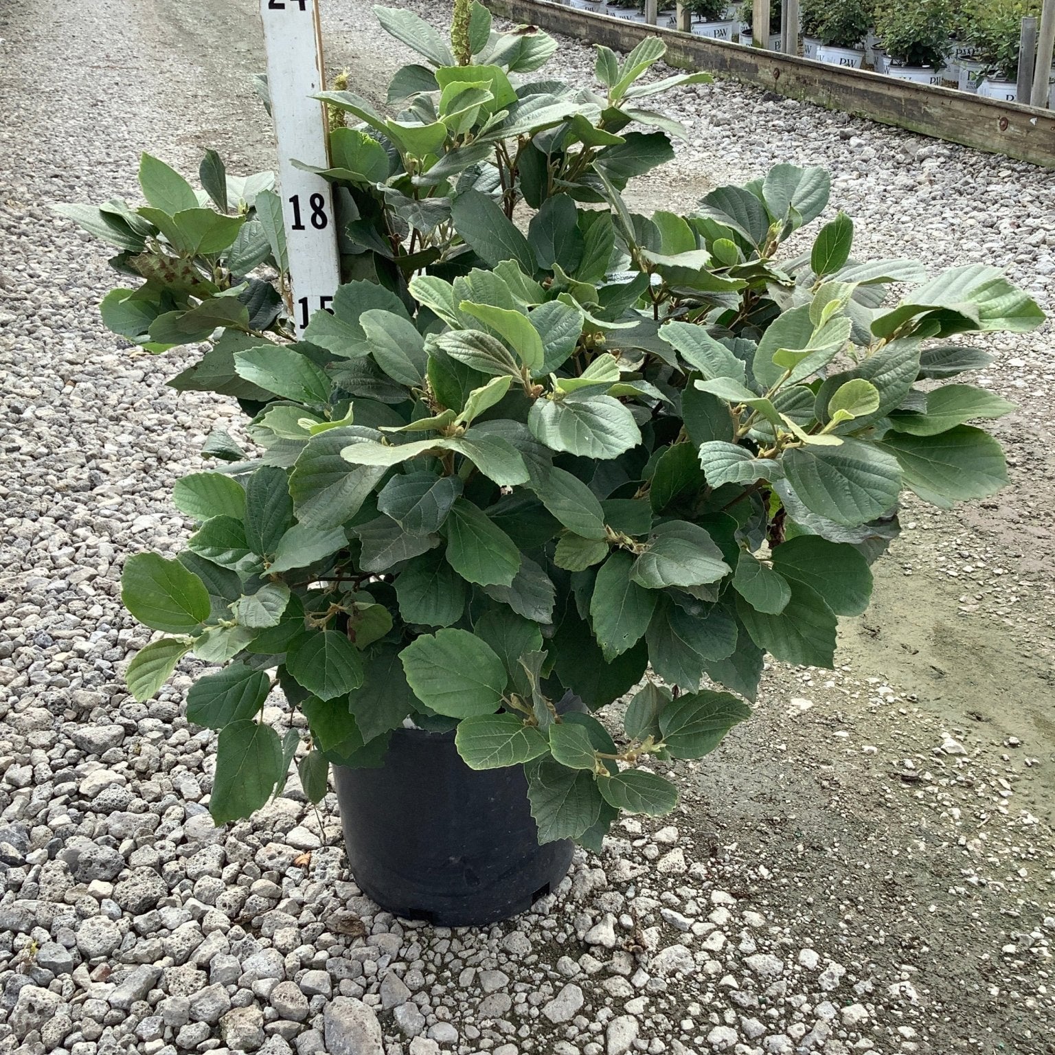 Mount Airy Dwarf Fothergilla shrub in a #3 container displayed on gravel at a nursery, showing dense green foliage.