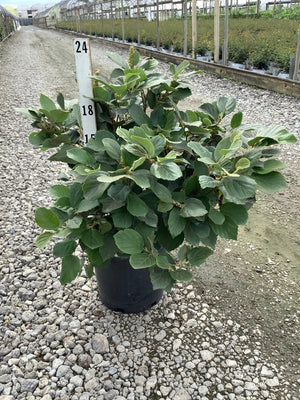 Mount Airy Dwarf Fothergilla shrub in a #3 container displayed on gravel at a nursery, showing dense green foliage.