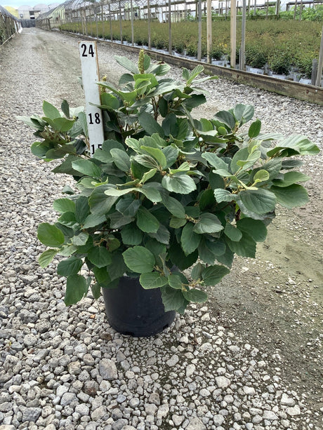 Mount Airy Dwarf Fothergilla shrub in a #3 container displayed on gravel at a nursery, showing dense green foliage.
