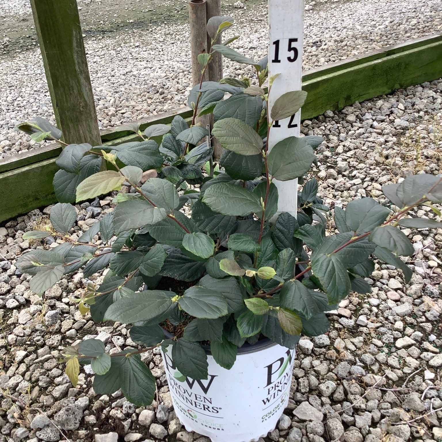 Legend Of The Fall Bottlebrush Fothergilla shrub in a Proven Winners #2 container showing dense dark green foliage.