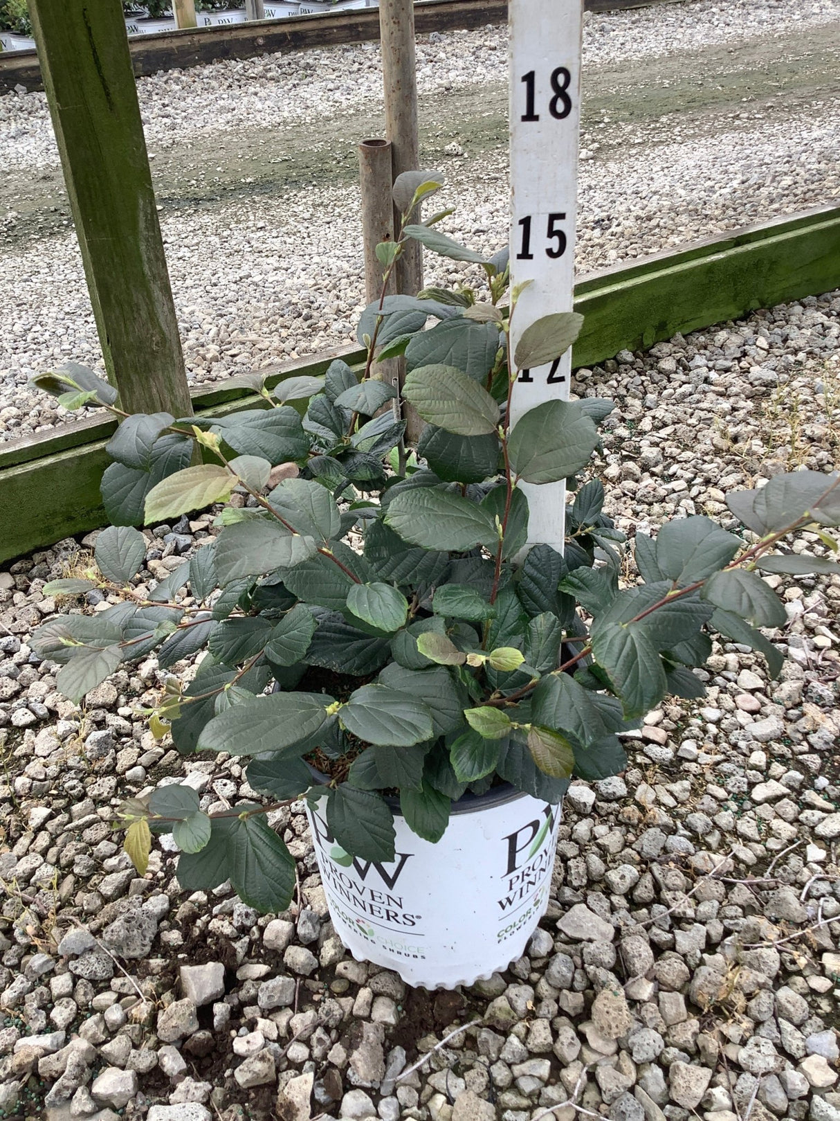 Legend Of The Fall Bottlebrush Fothergilla shrub in a Proven Winners #2 container showing dense dark green foliage.