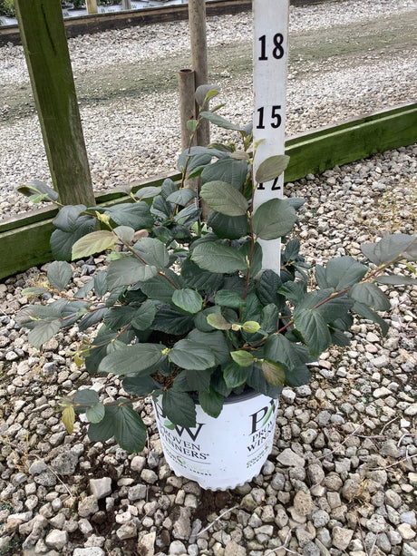 Legend Of The Fall Bottlebrush Fothergilla shrub in a Proven Winners #2 container showing dense dark green foliage.