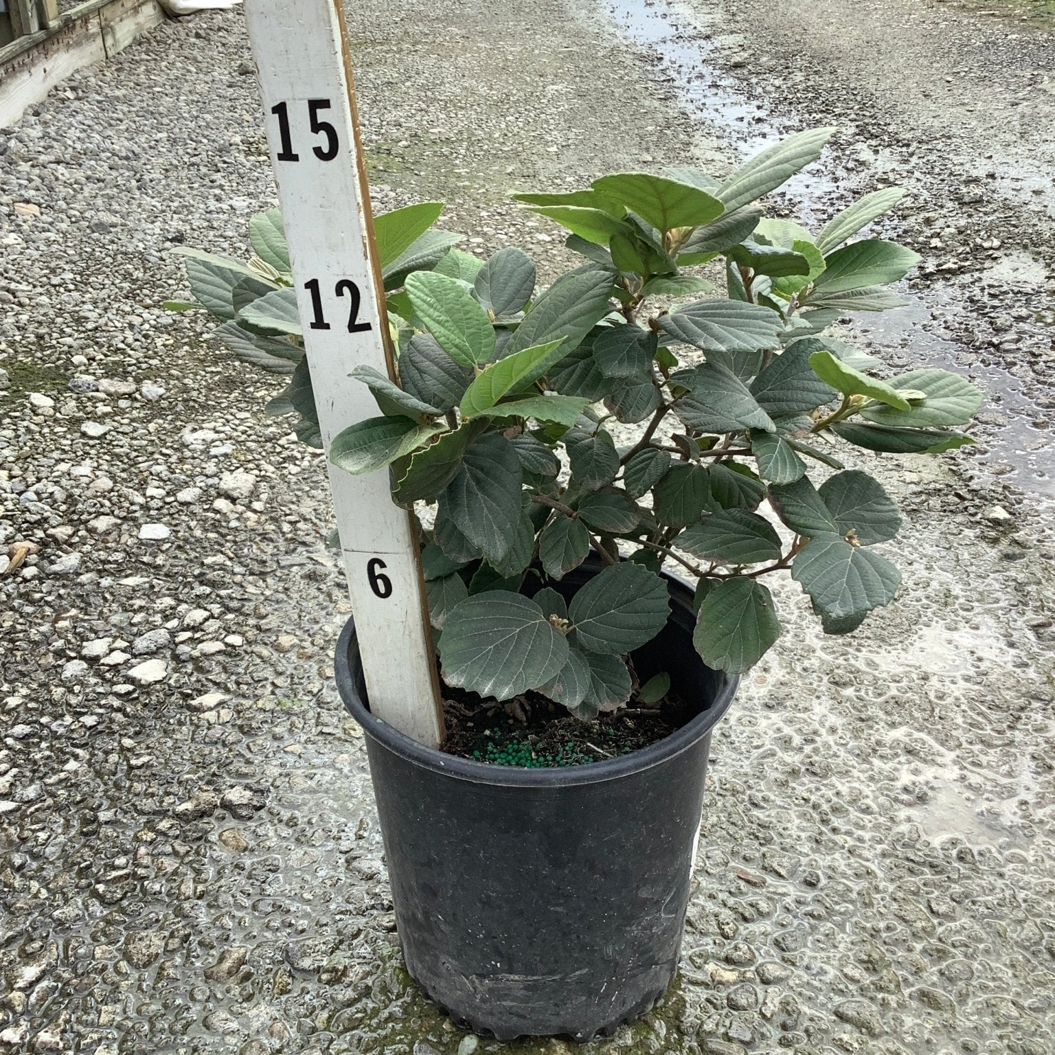 Mount Airy Dwarf Fothergilla shrub in a #2 container with dark green textured foliage, shown beside a nursery height marker.